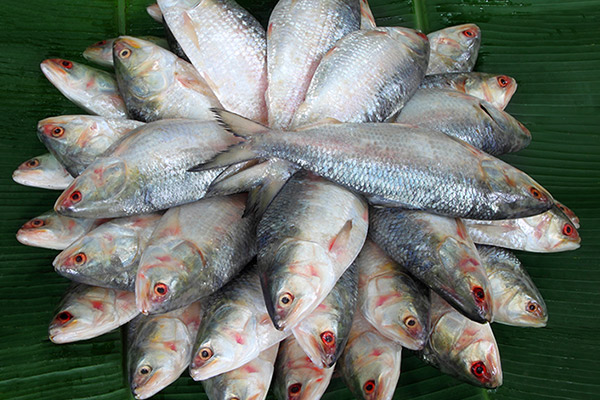 Geographical Indication Elish Fish in a pile Geographical Indication Elish Fish in a pile